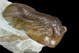 Unusual Subasaphus Laticaudatus Trilobite - Russia #127839-1